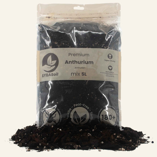 Anthurium Mix