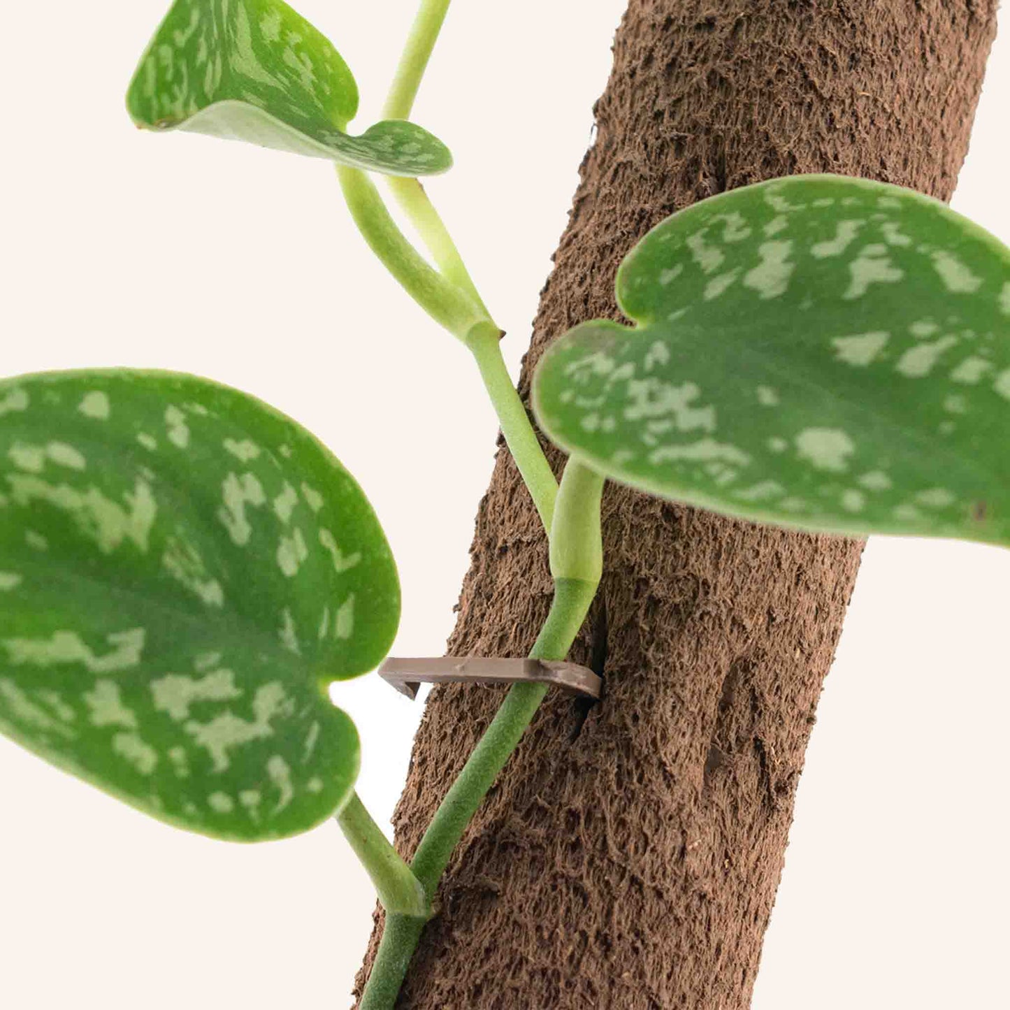 Biobaserad klätterstång (5x, inklusive 15x klämmor & kopplingar)