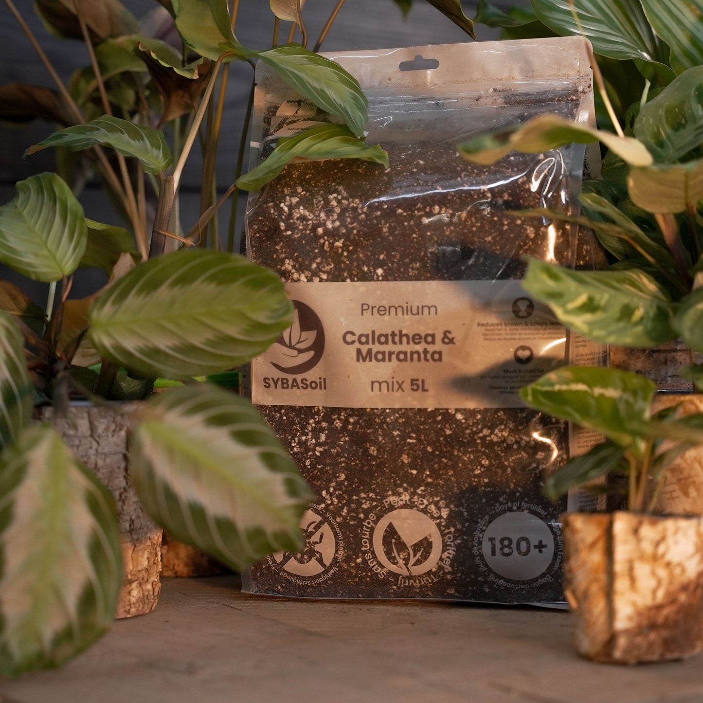 Calathea & Marantajord