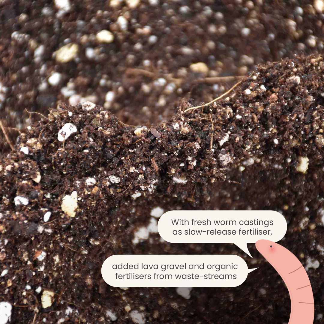 Calathea & Marantajord