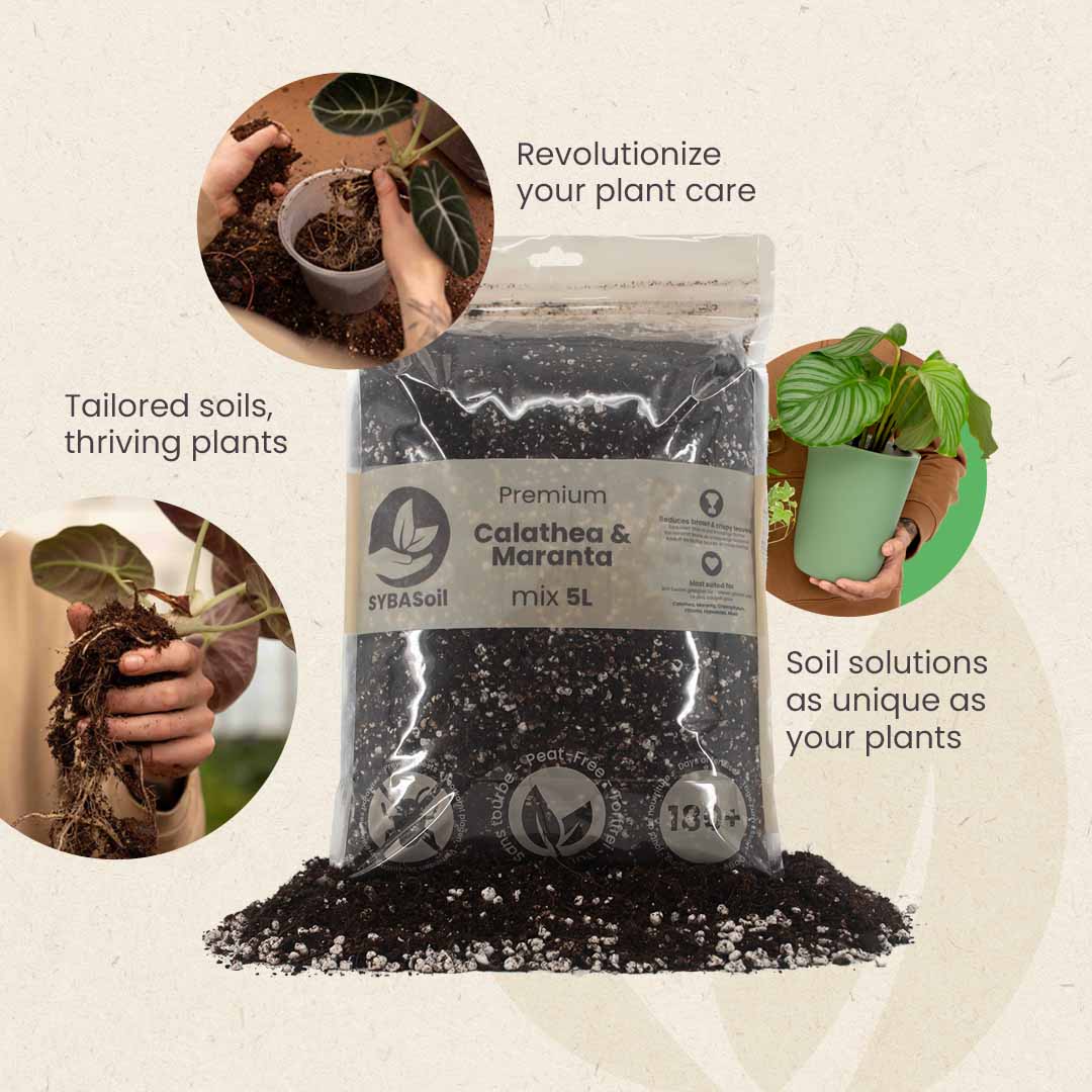 Calathea & Marantajord