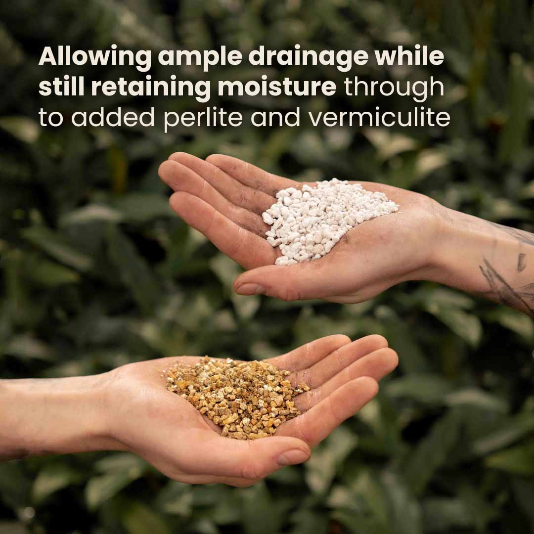 Calathea & Marantajord