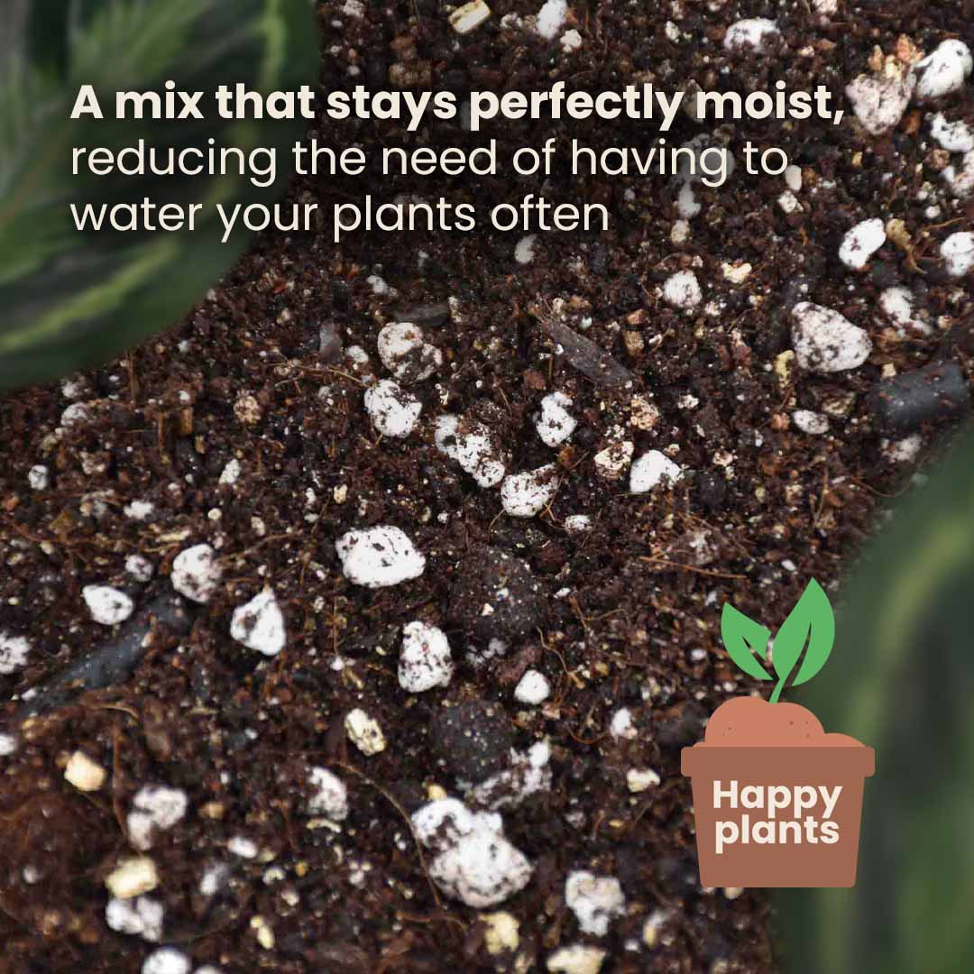 Calathea & Marantajord