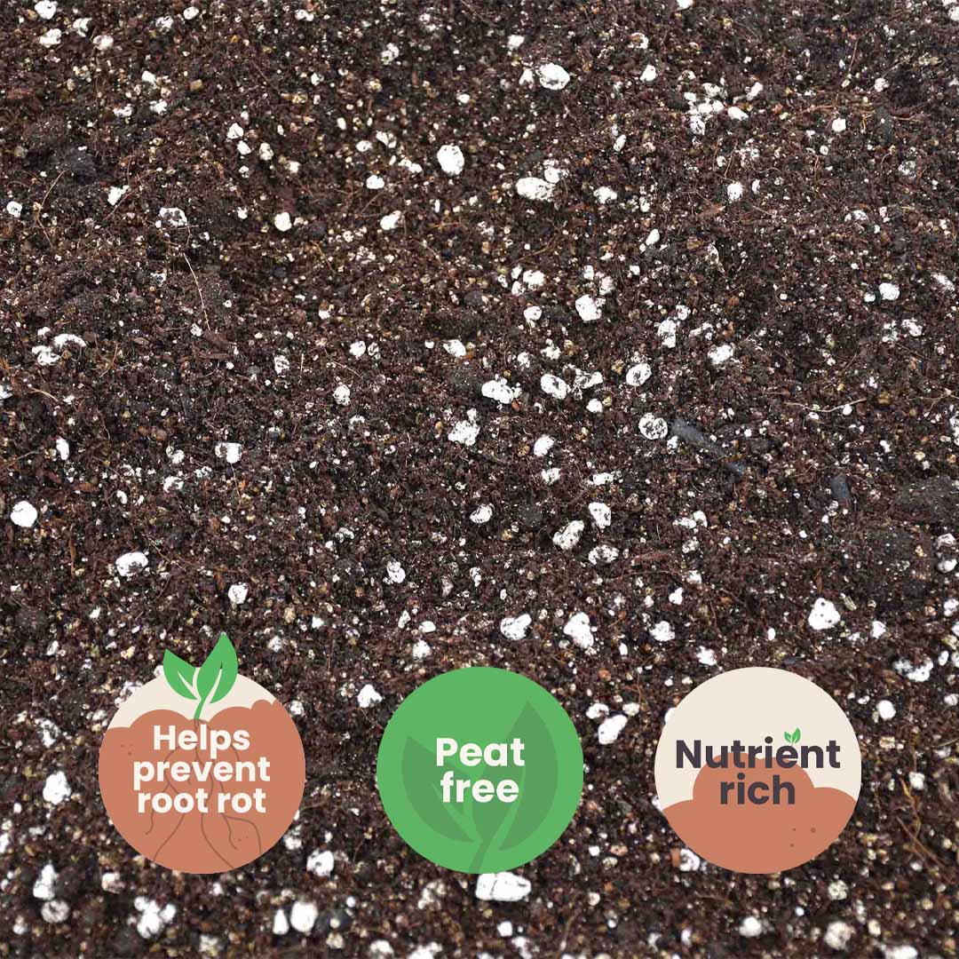 Calathea & Marantajord