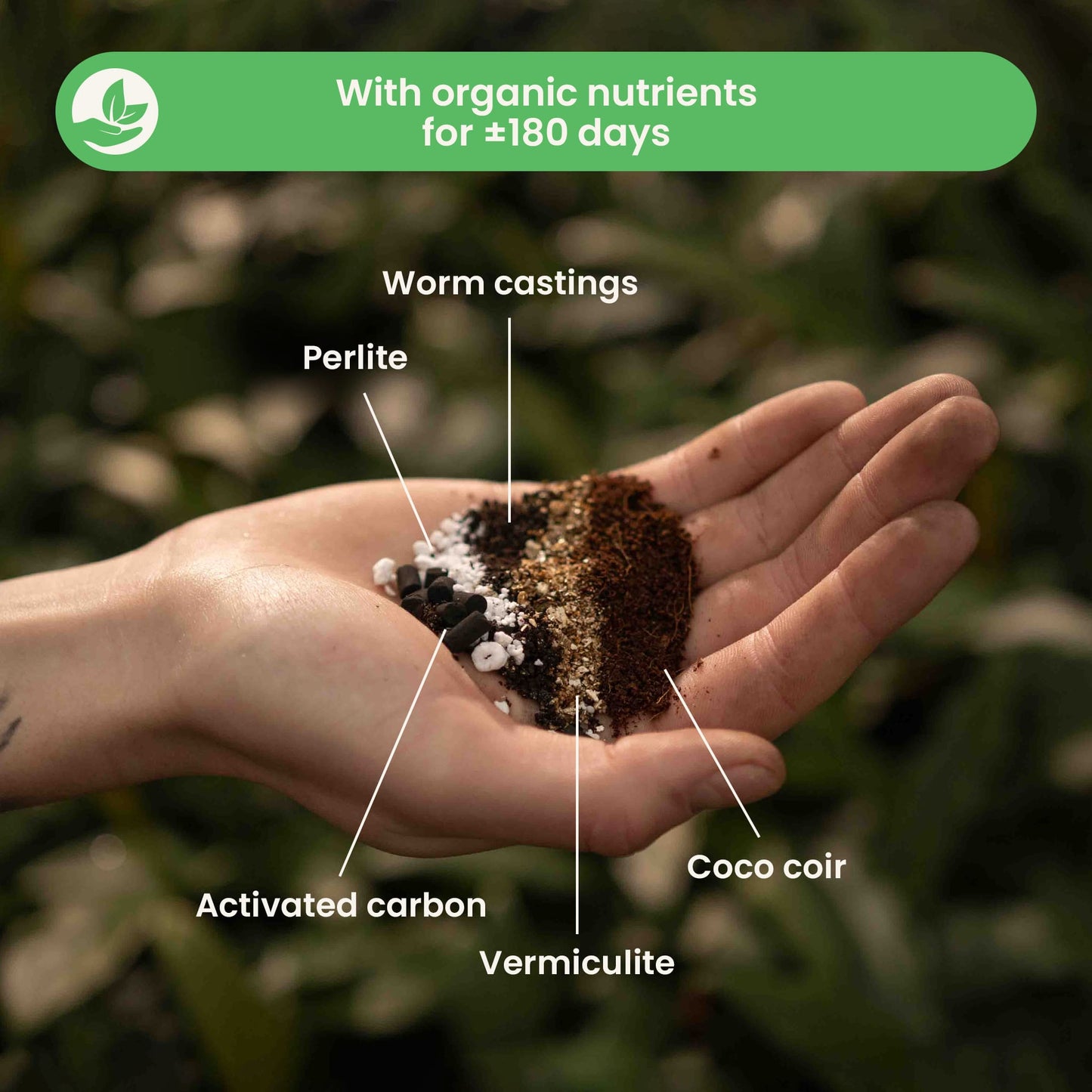 Calathea & Marantajord