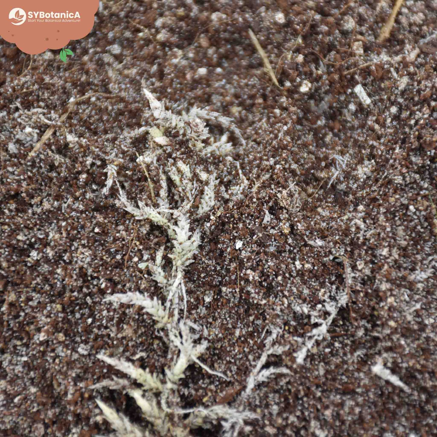 Köttätande växterjord