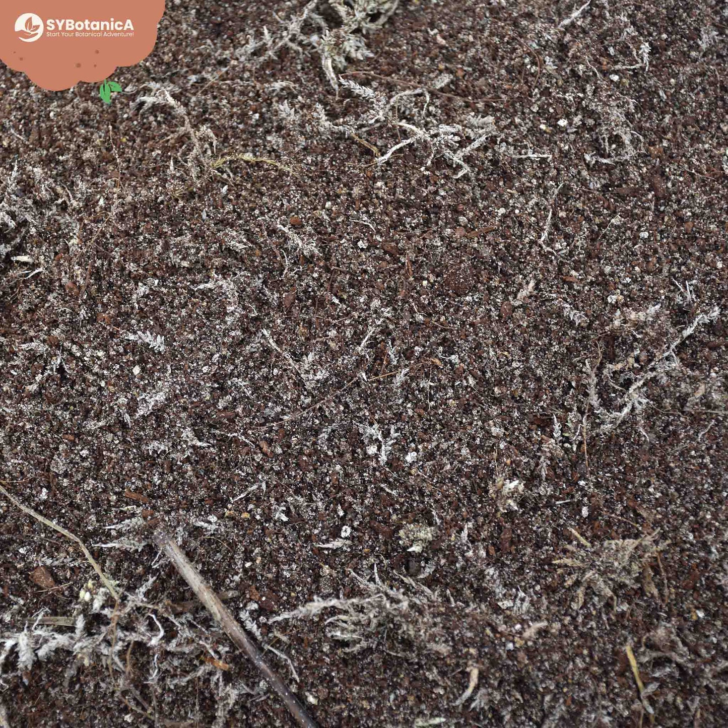 Köttätande växterjord