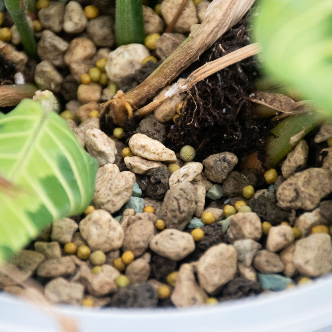 Kaktus Långsamfrigörande Växtnäring