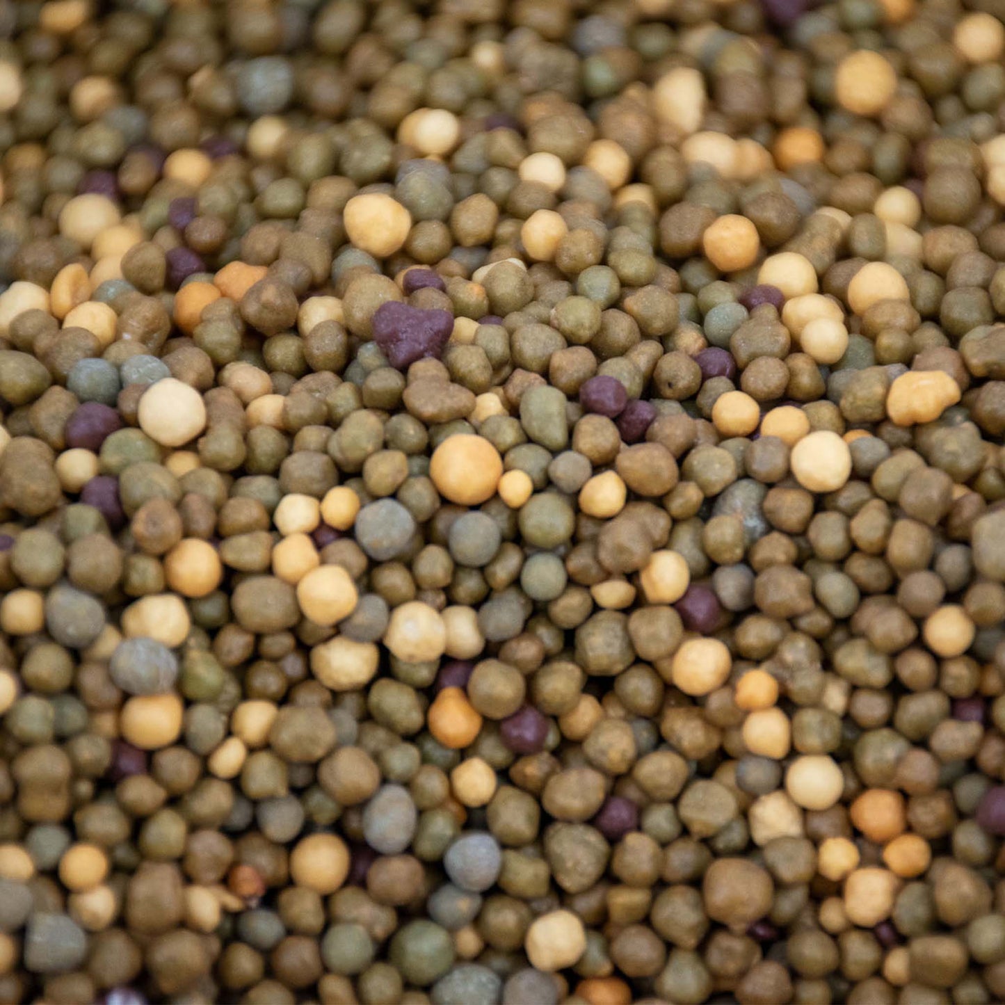 Kaktus Långsamfrigörande Växtnäring