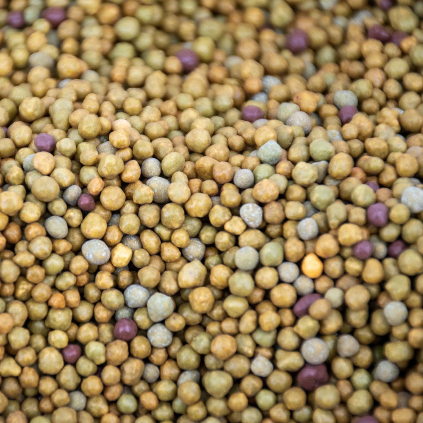 Tropisk Långsamfrigörande Växtnäring