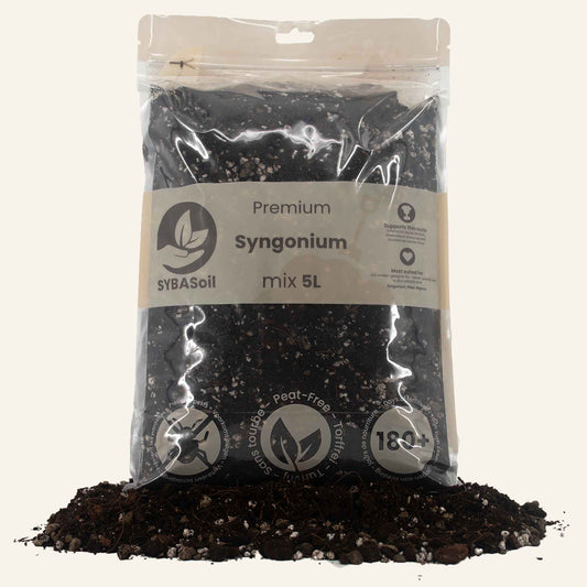 Syngonium Mix