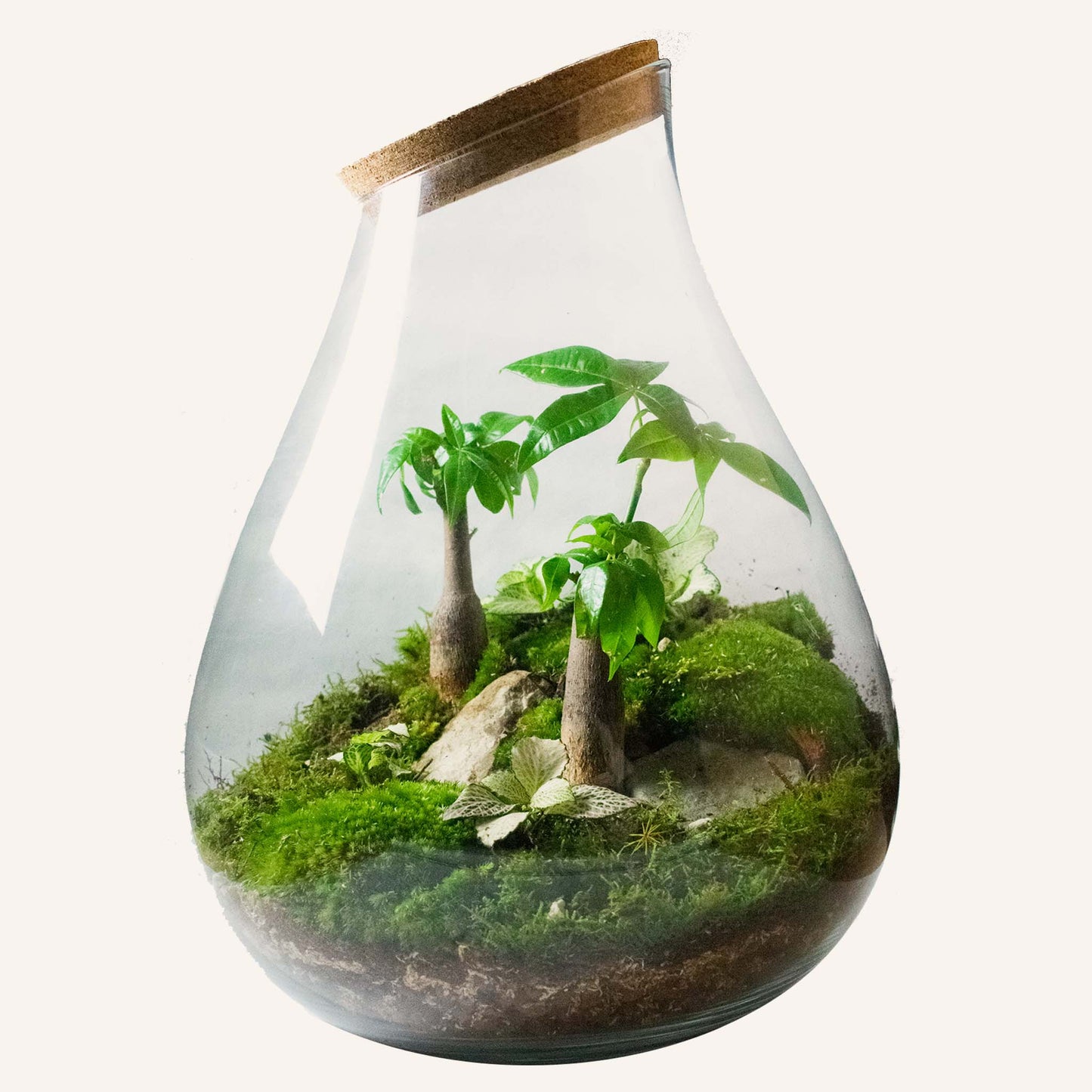 Super Terrarium-paket