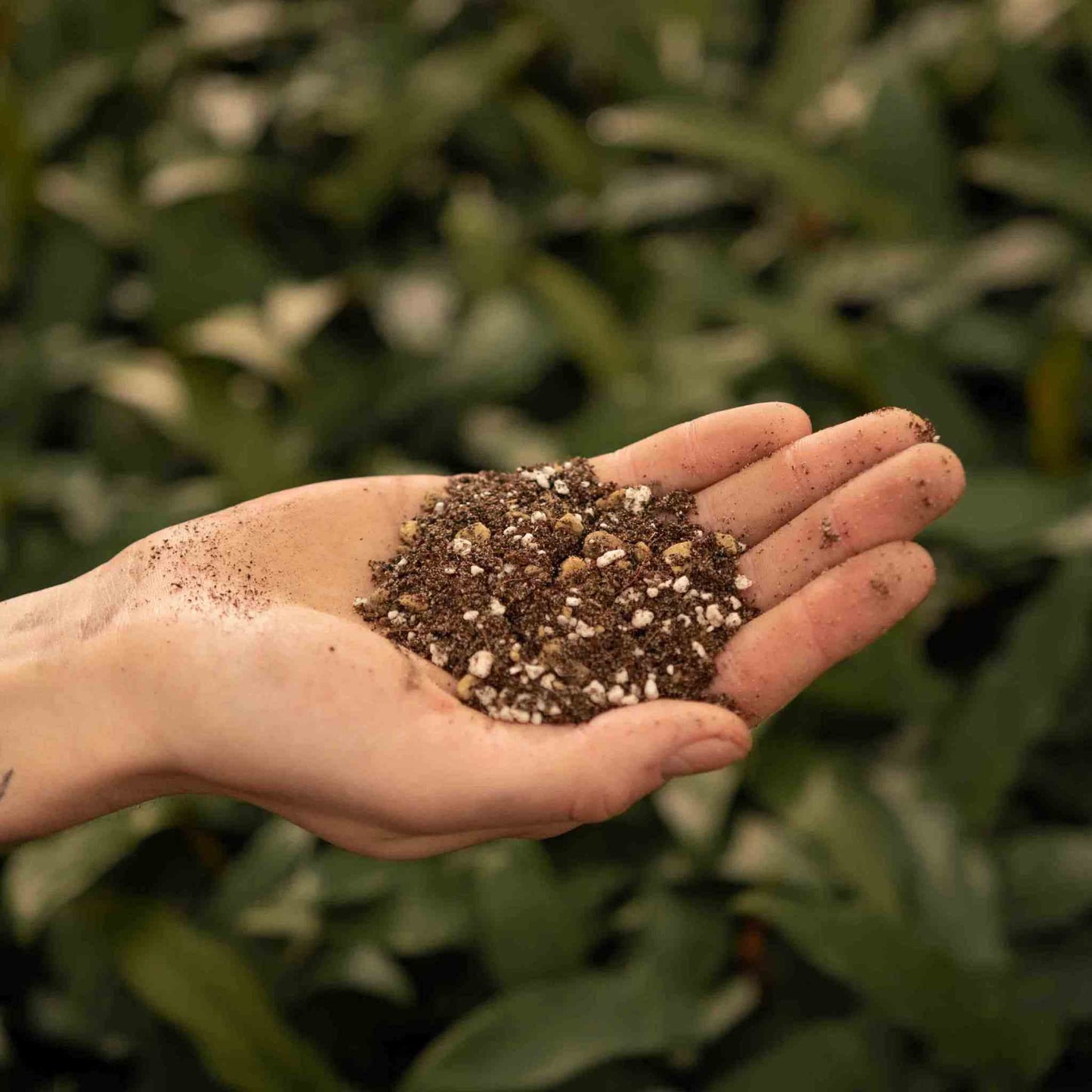 Kaktusar & Suckulenterjord