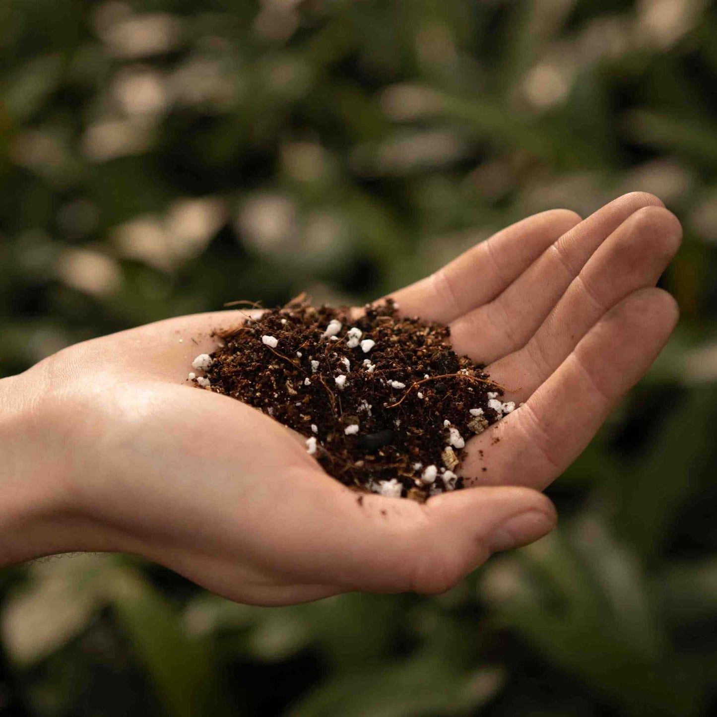 Calathea & Marantajord