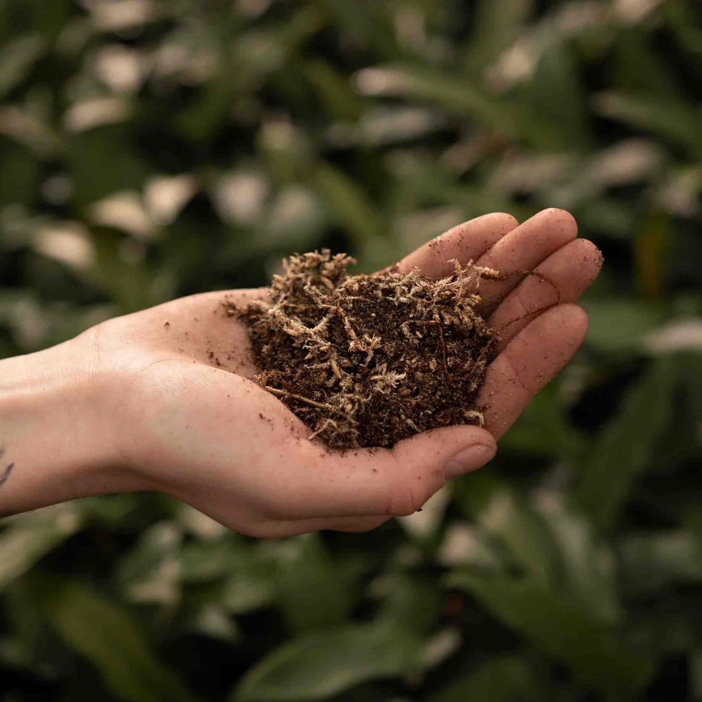 Köttätande växterjord