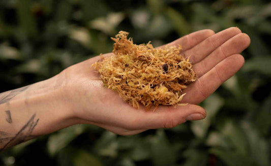 Sphagnum Moss FAQ: Everything for Happy Plants