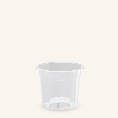 Genomskinliga orkidékrukor