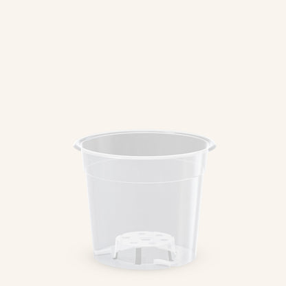 Genomskinliga orkidékrukor