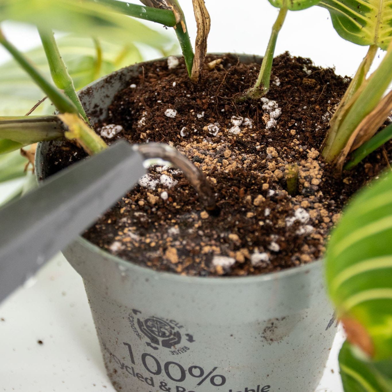 Cacti BIO Slow-release Plant Food