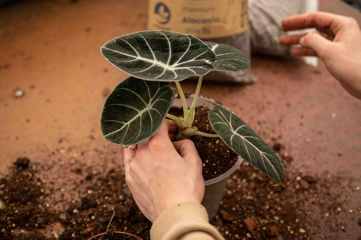 Super DIY Tropisk Jungle-mixpaket