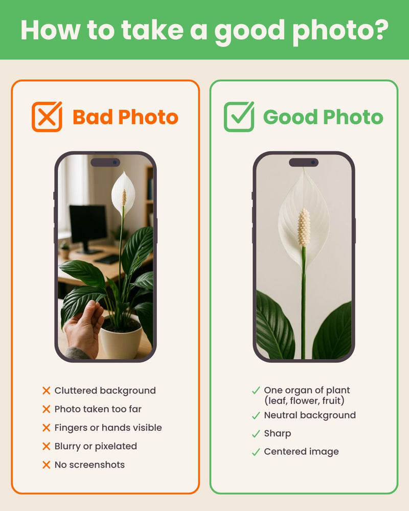 How to take a good picture?