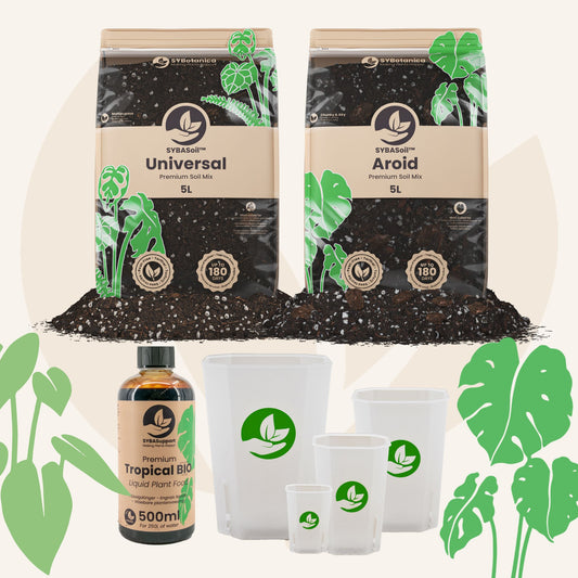 Monstera & Philodendron Welcome Bundle